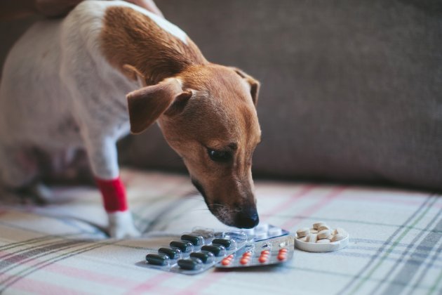 sick dog jack russell and tablets