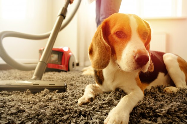 cleaning with a vacuum cleaner