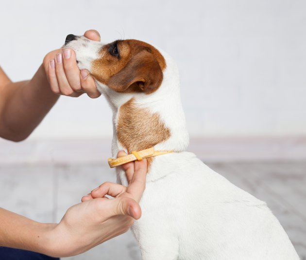 dog collar against fleas and ticks