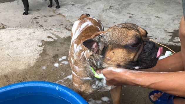 washing dog with shampoo