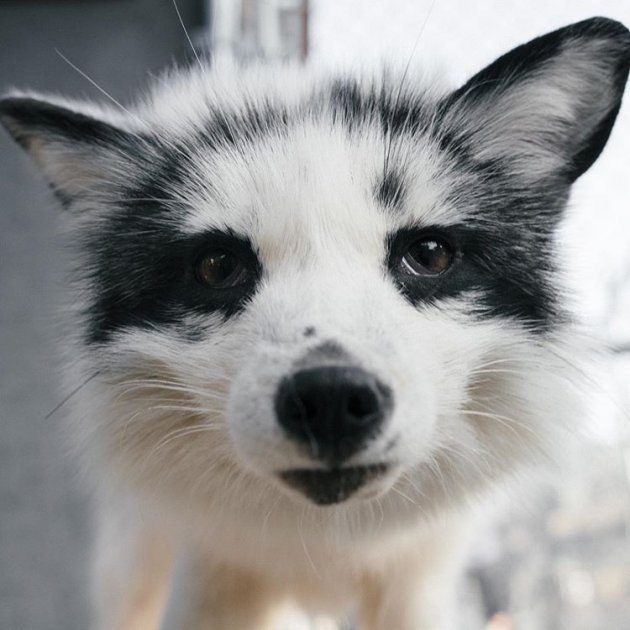 marble fox