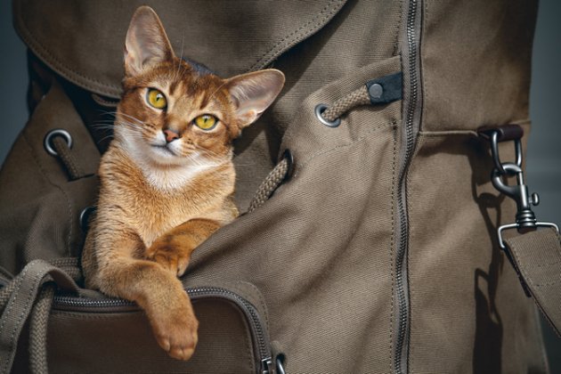 cat in a rucksack