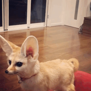 Fennec Fox as Pet