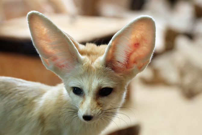 Can A Fennec Fox Be A Household Pet? | Pet Comments