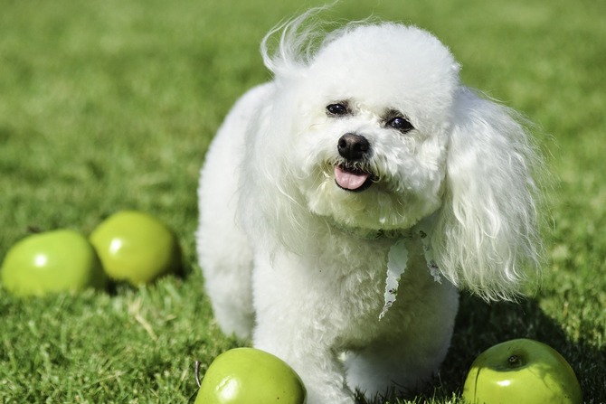 Bichon Frise