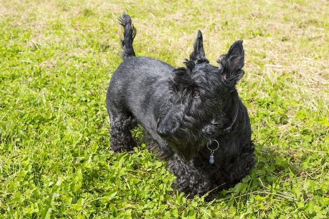 Scottish Terrier