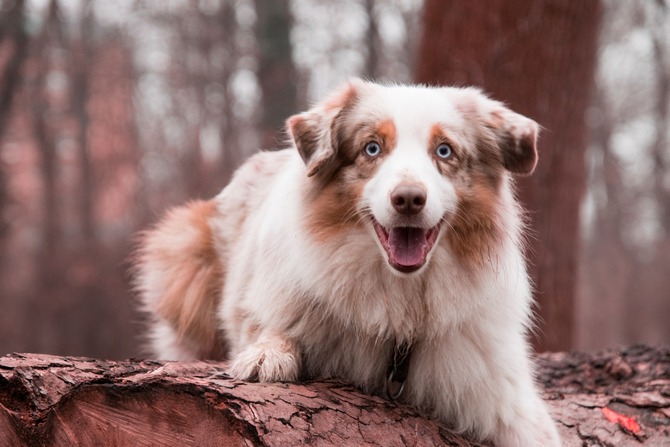 Australian Shepherd