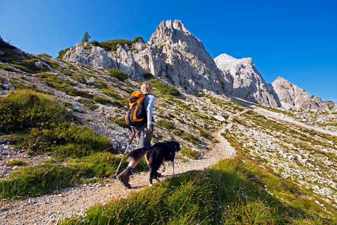 medium hiking dogs