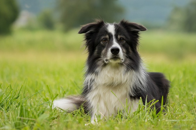 Border Collie