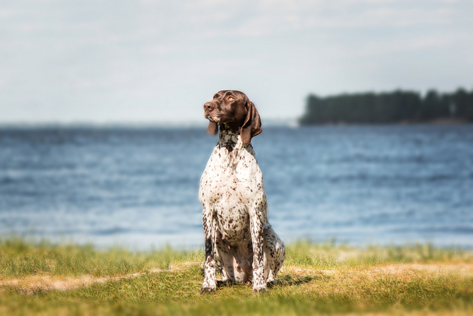 German Shorthaired Pointer