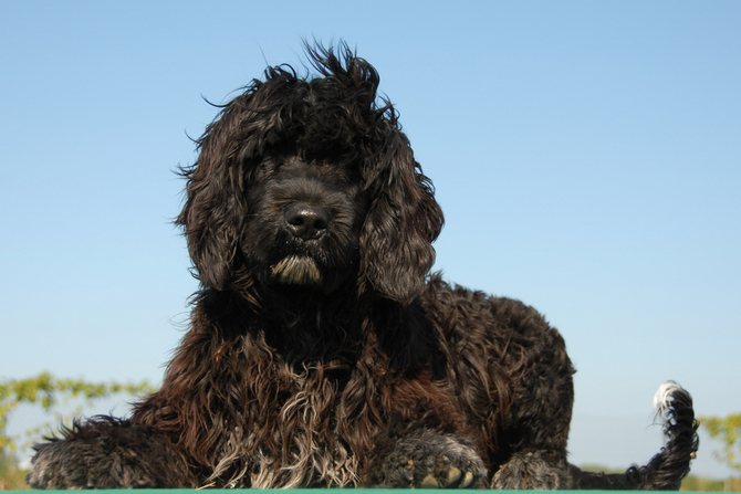 Portuguese Water Dog