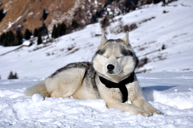 best dog hiking harnes