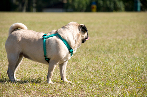 Over-the-head dog harness