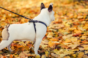 Step-in Dog Harness