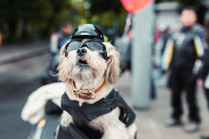 motorcycle dog carrier