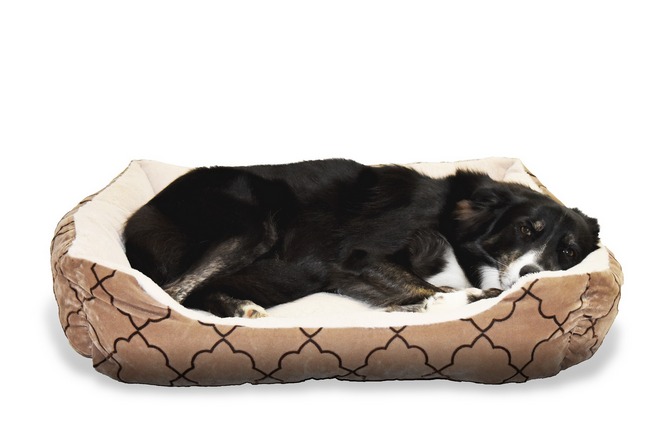 Best Bolster Dog Beds