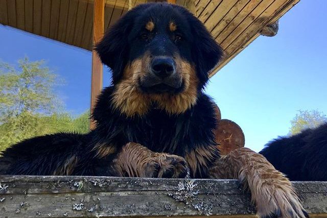 Mongolian Bankhar Dog