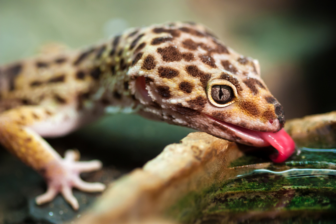 leopard gecko drink