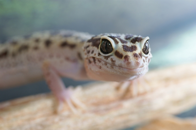 best leopard gecko habitat