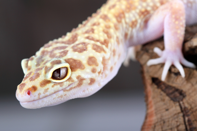 leopard gecko