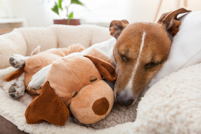 dog bed