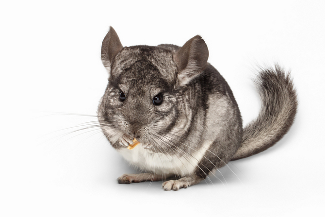 chinchilla eating poop