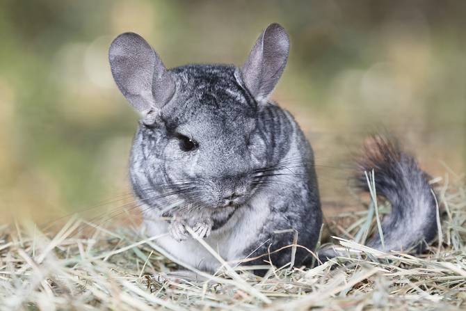 chinchilla hay