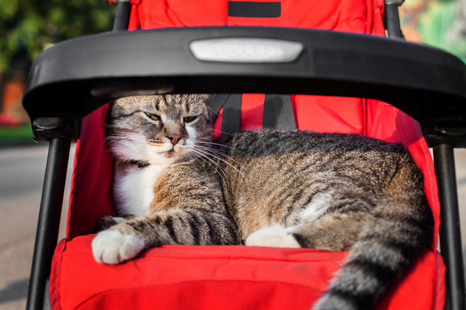 cat stroller for two cats