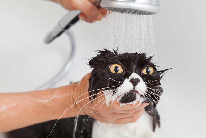 bathing a cat