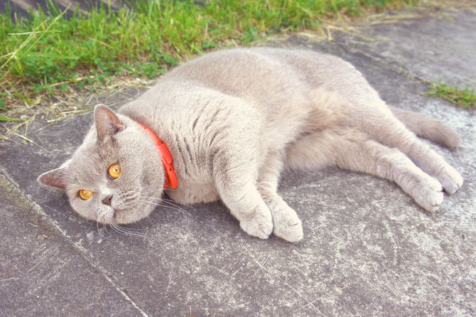 prevent ticks and fleas on your cat