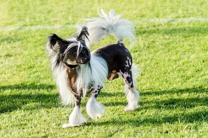 Chinese Crested Dog