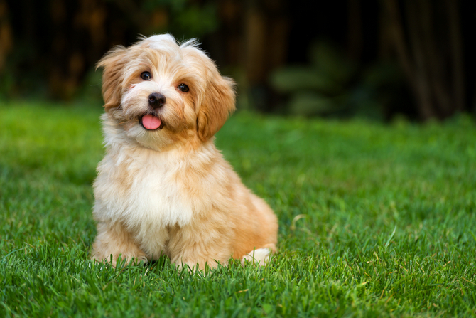 Havanese Dog