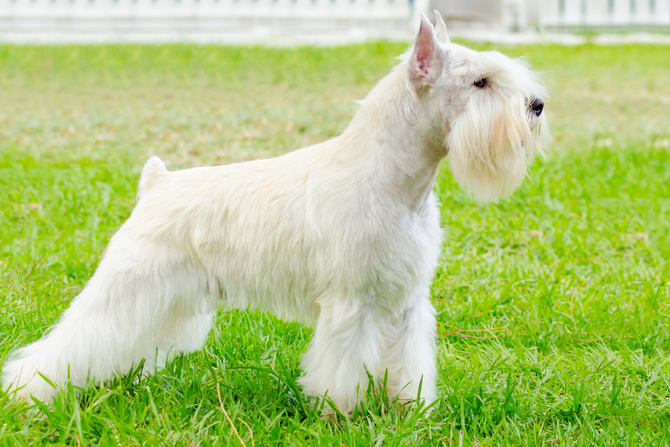 Miniature Schnauzer