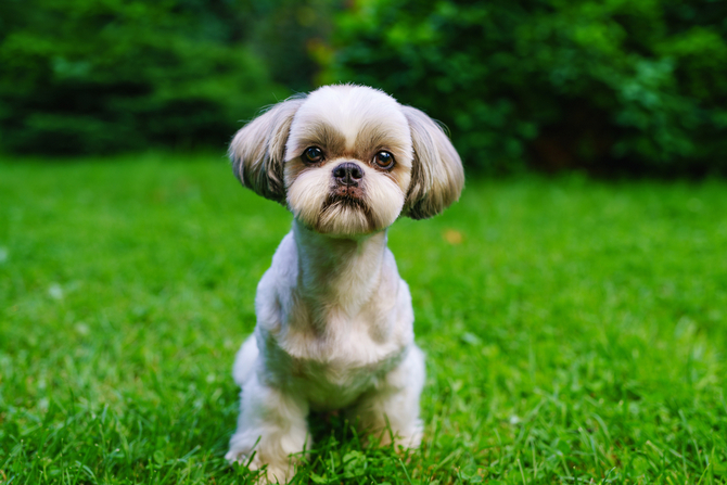 Shih Tzu