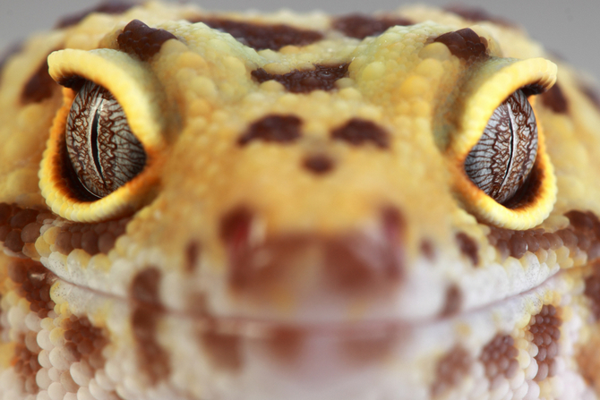 Leopard Gecko as Pets