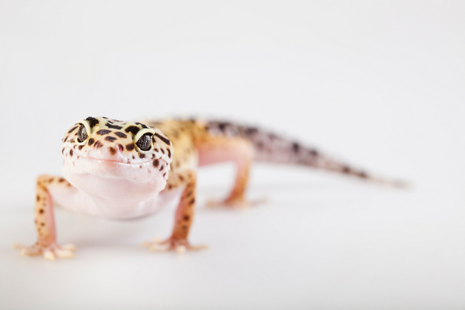 photo gecko