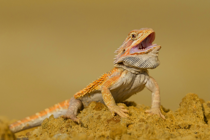 bearded dragons