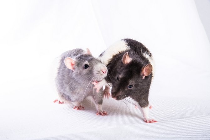 Difference Between Pet Rats And Wild Rats Pet Comments