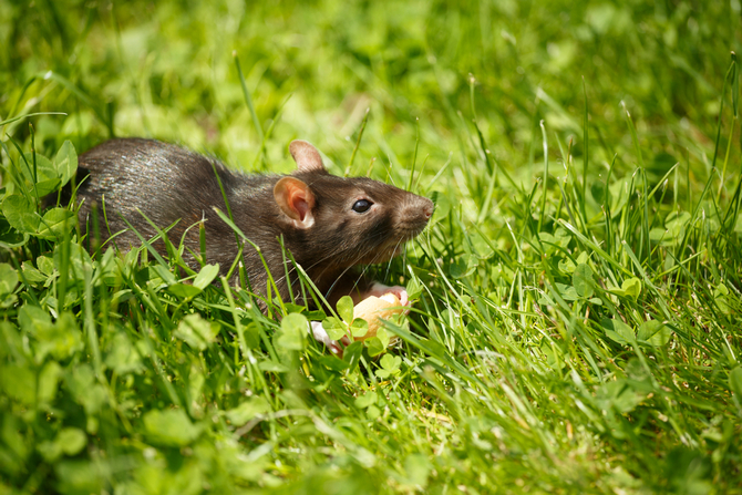 Difference Between Pet Rats And Wild Rats Pet Comments