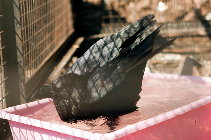 black raven bathing