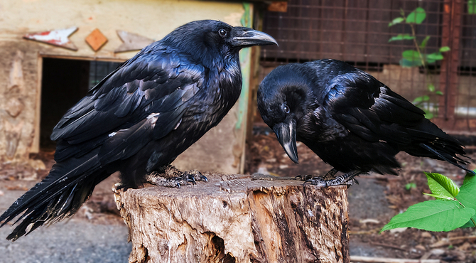 pair of ravens