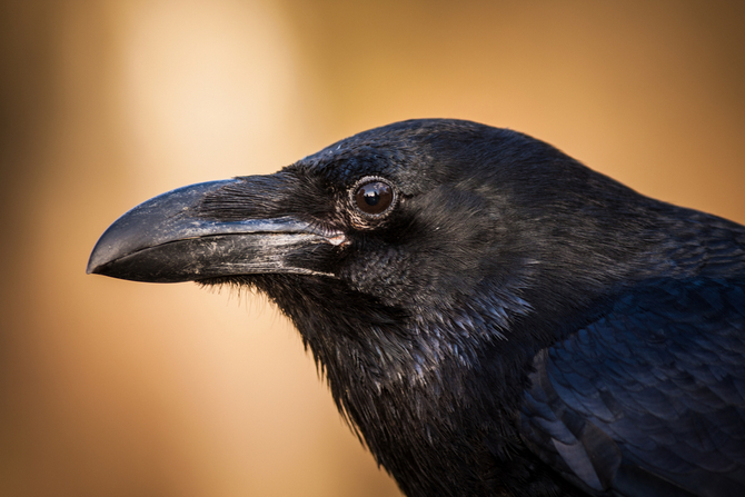 raven as pet