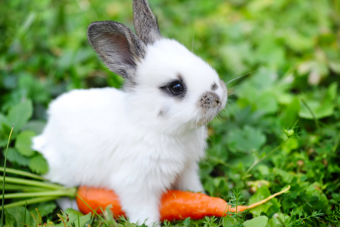 rabbit with carrot in grass