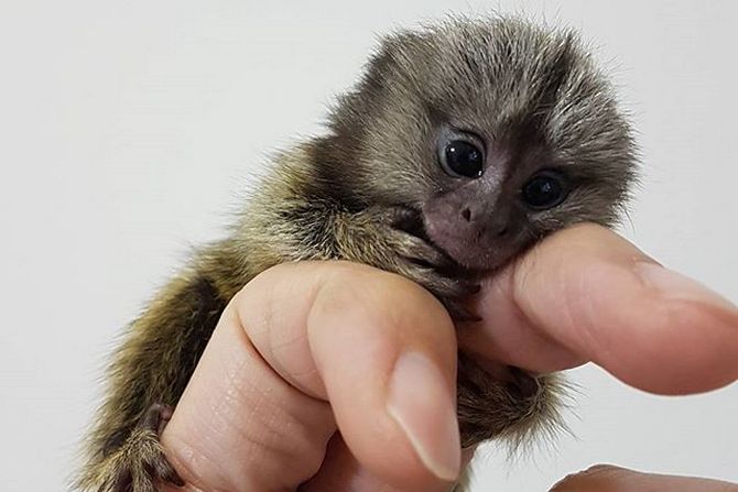 cute finger monkey pet