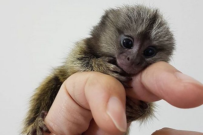 full grown pygmy marmoset monkey