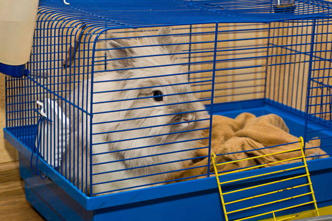 rabbit in cage