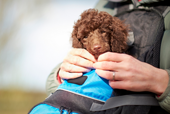 tiny dog backpack