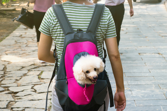 cute dog peeking from carrying