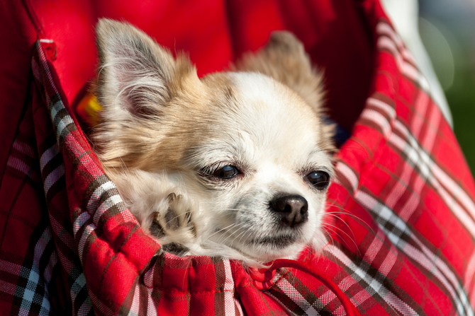 tiny dog carrier