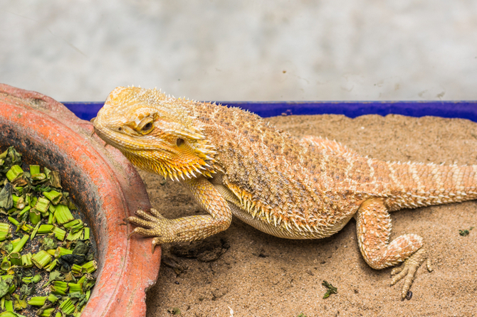 bearded dragon on sand